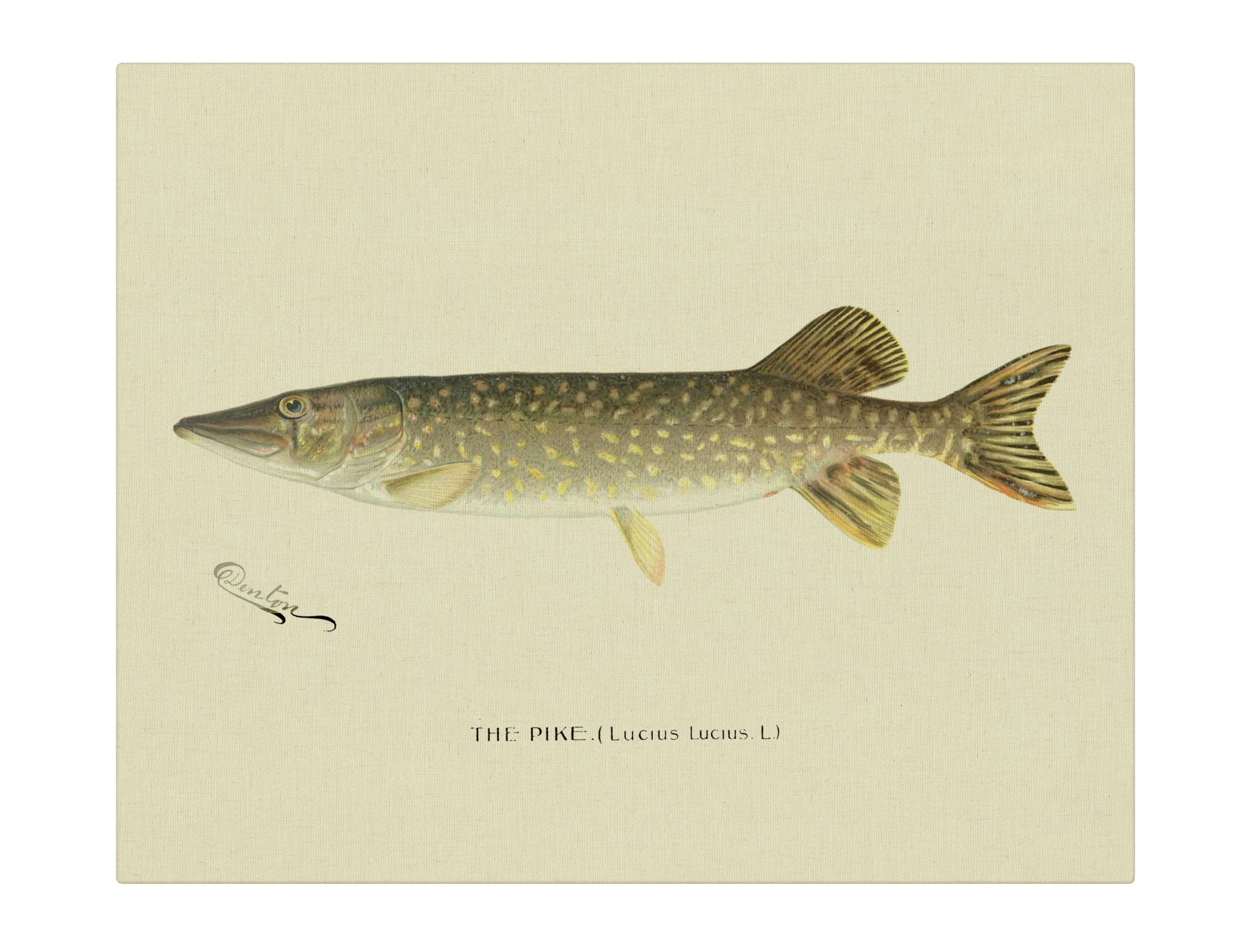 Pike Perch I