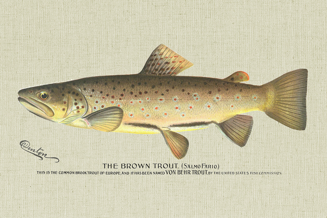 Brown Trout