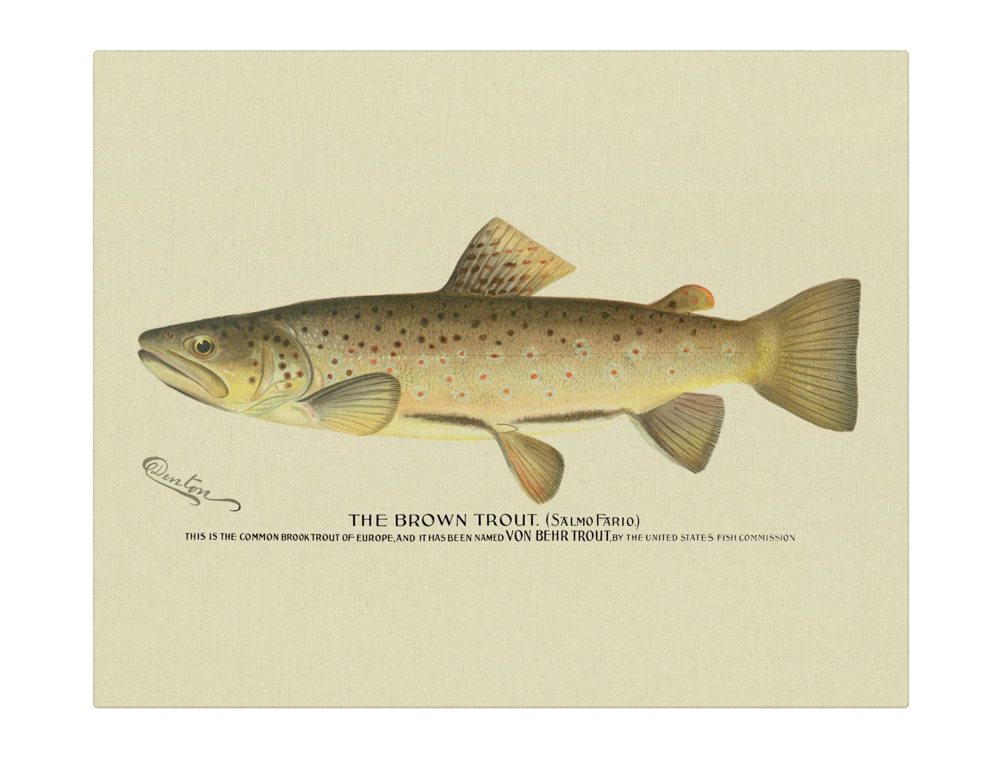 Brown Trout