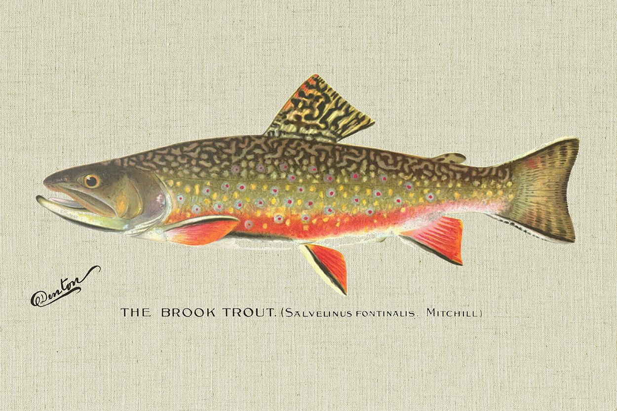 Brook Trout