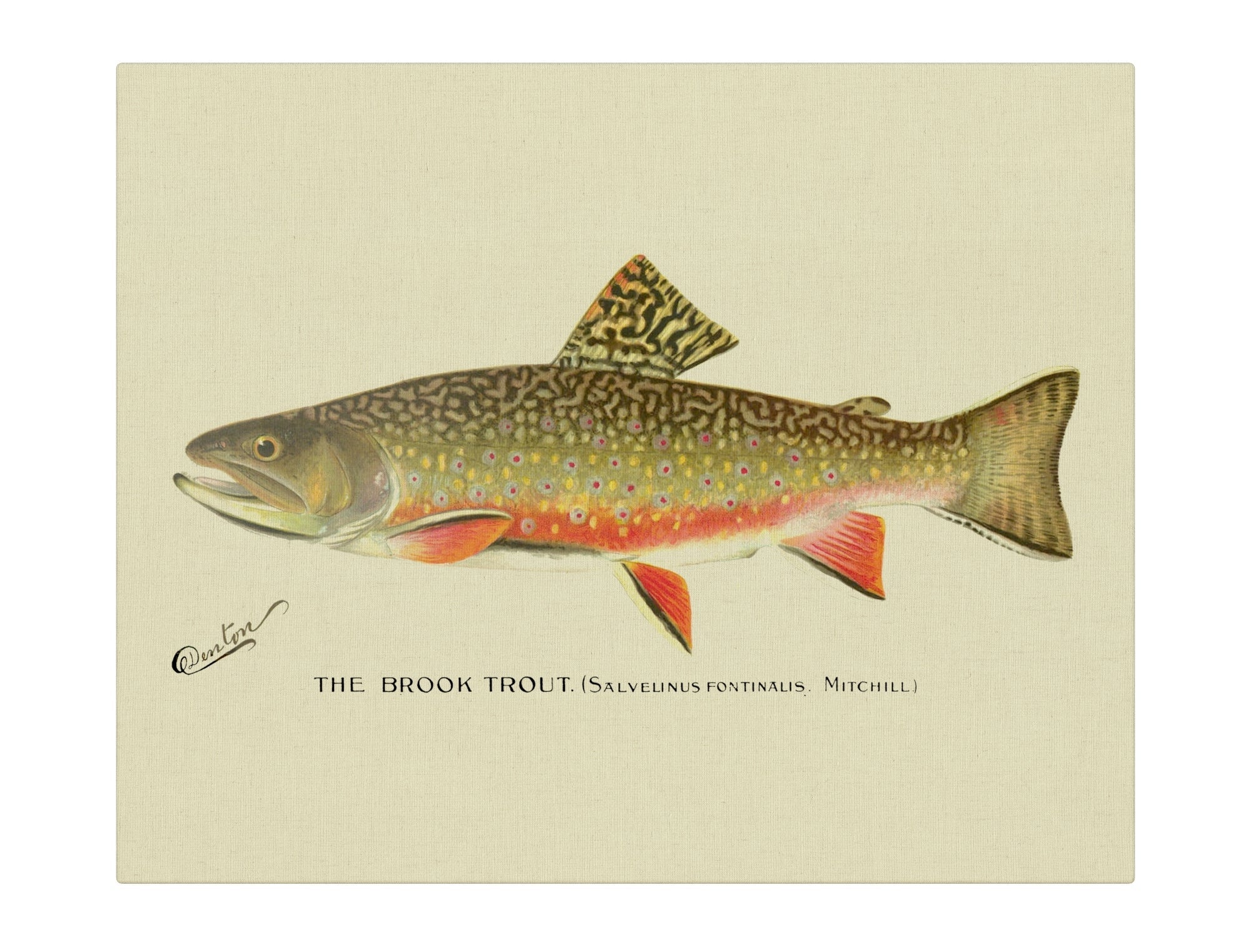 Brook Trout