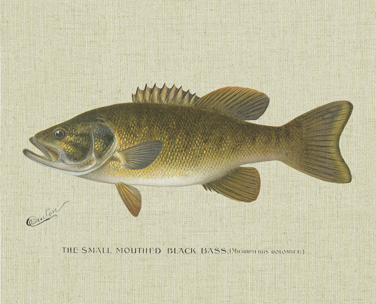 Small Mouth Black Bass