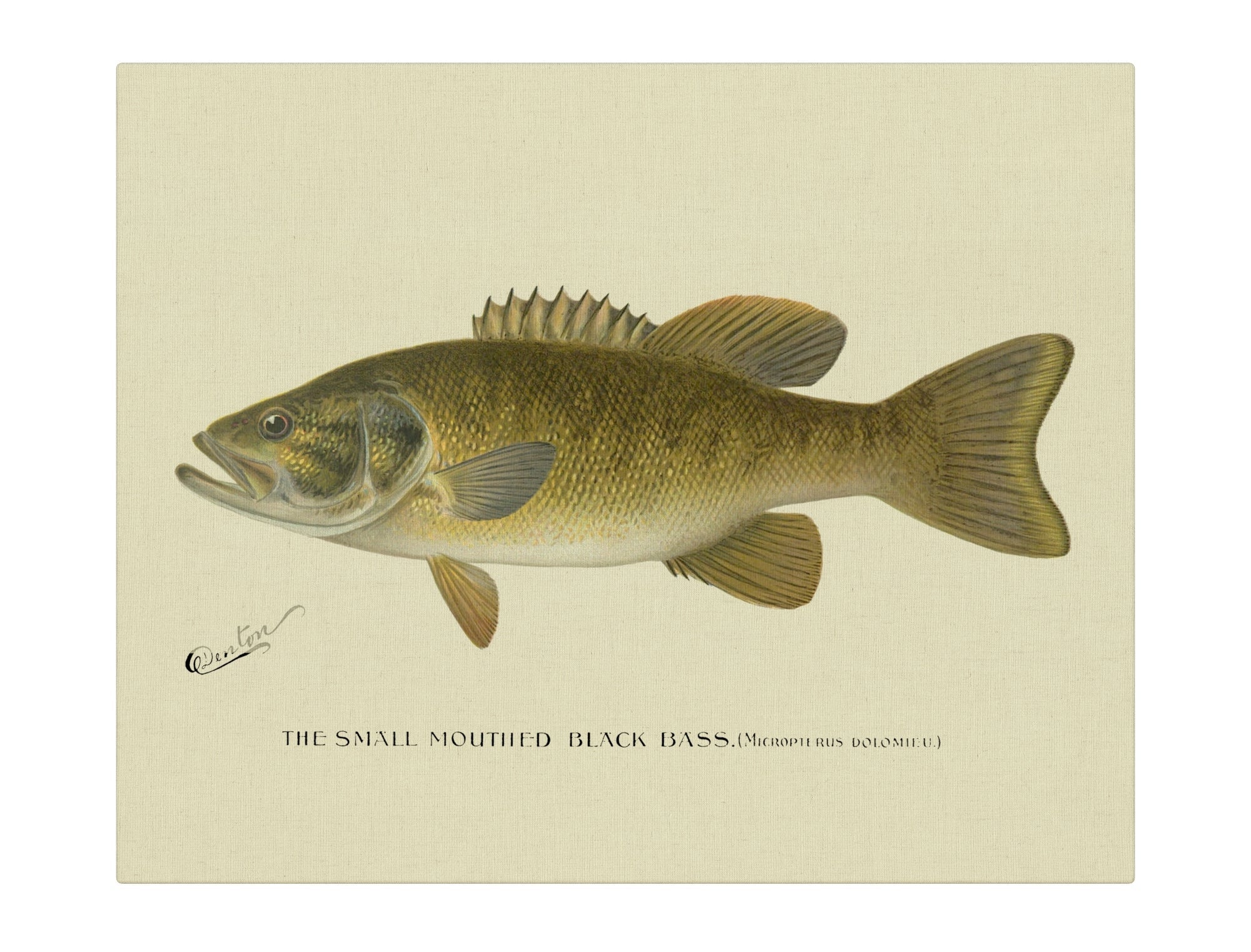 Small Mouth Black Bass