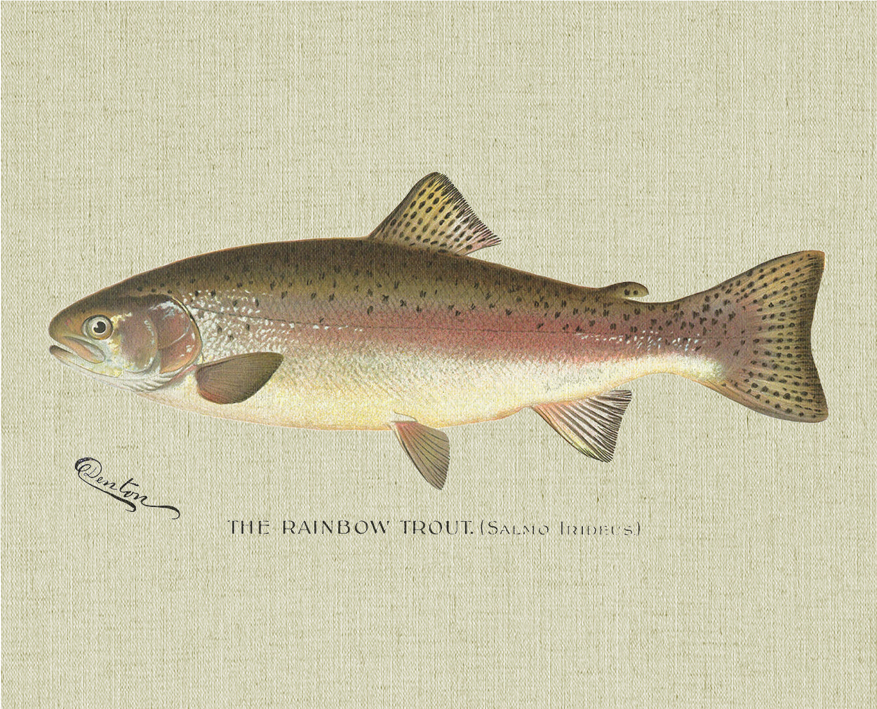 Rainbow Trout