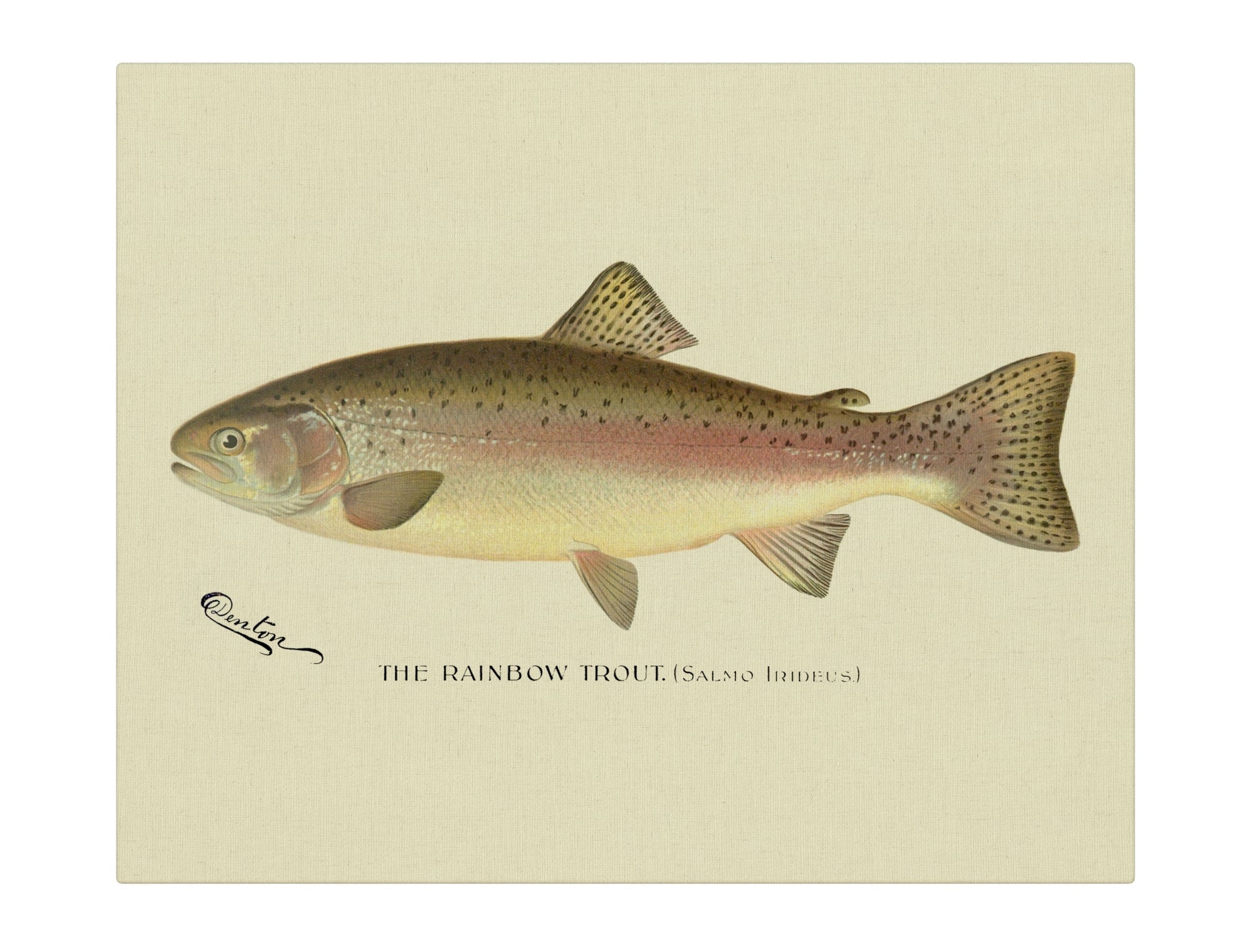 Rainbow Trout