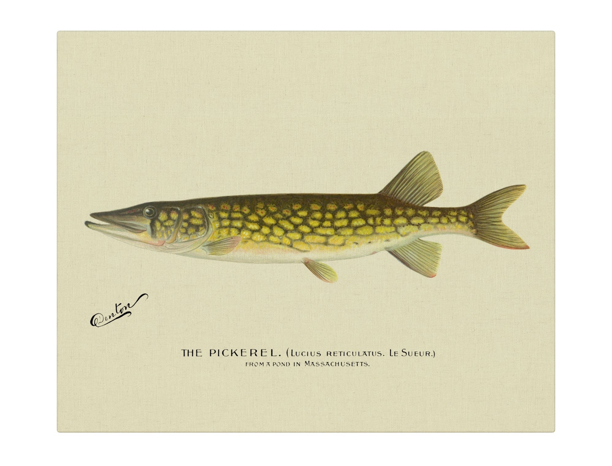 Pickerel