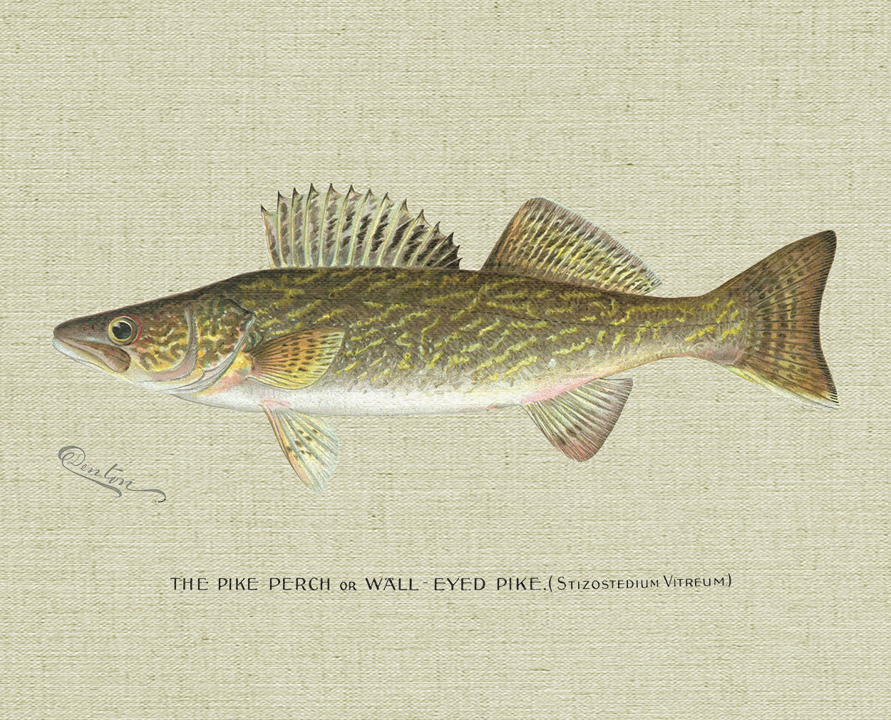 Pike Perch II