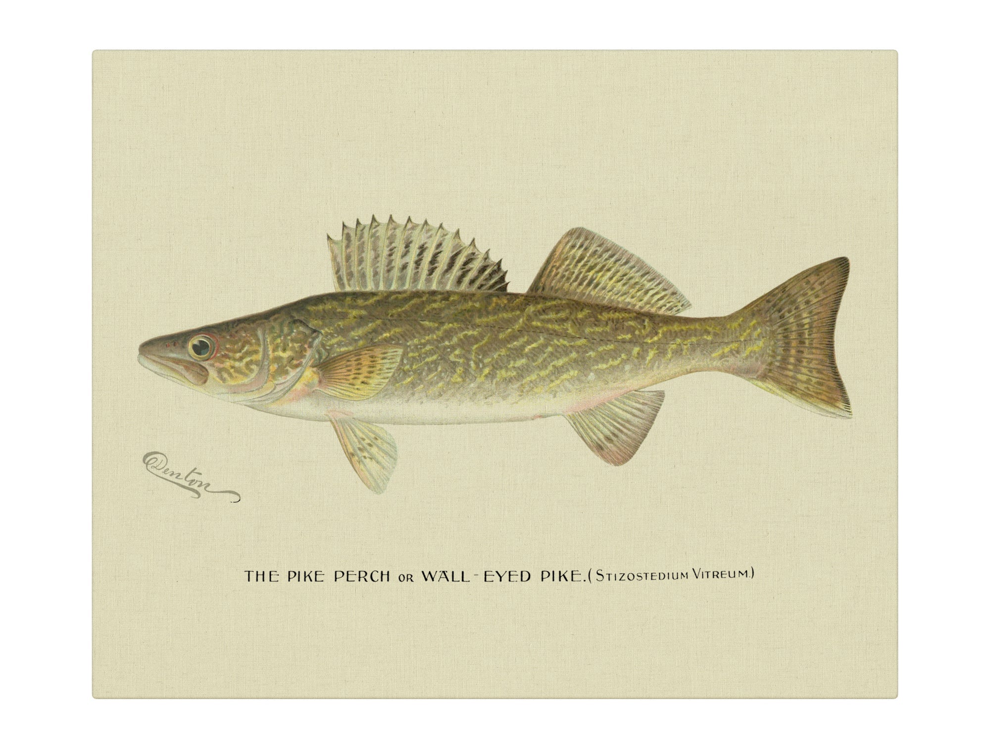 Pike Perch II