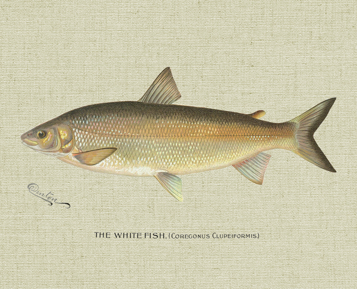 White Fish