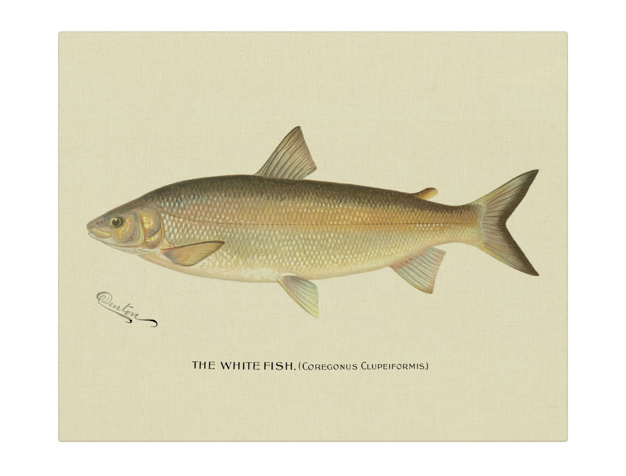 White Fish