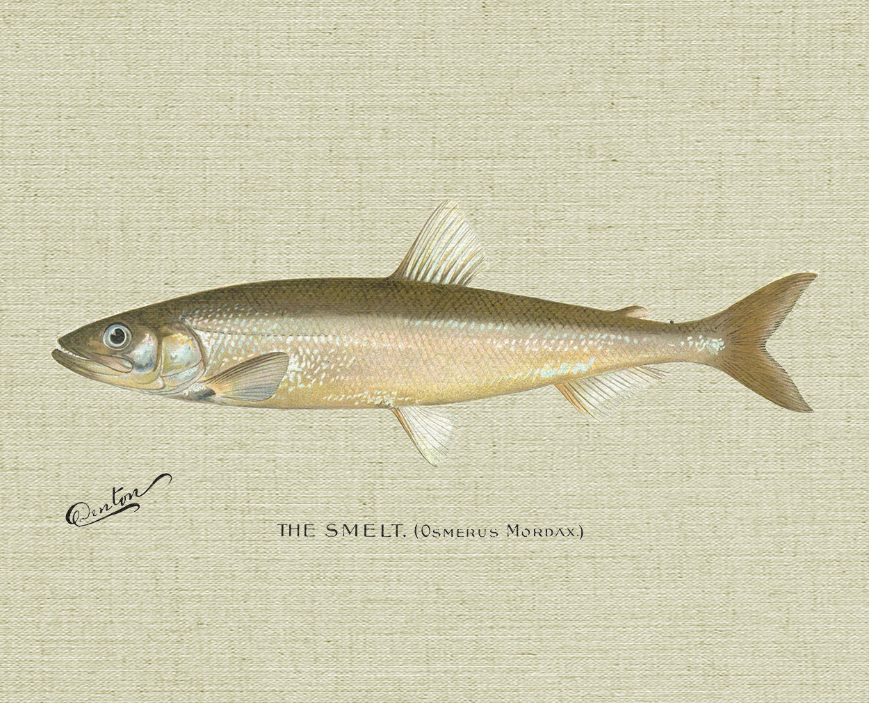 Smelt