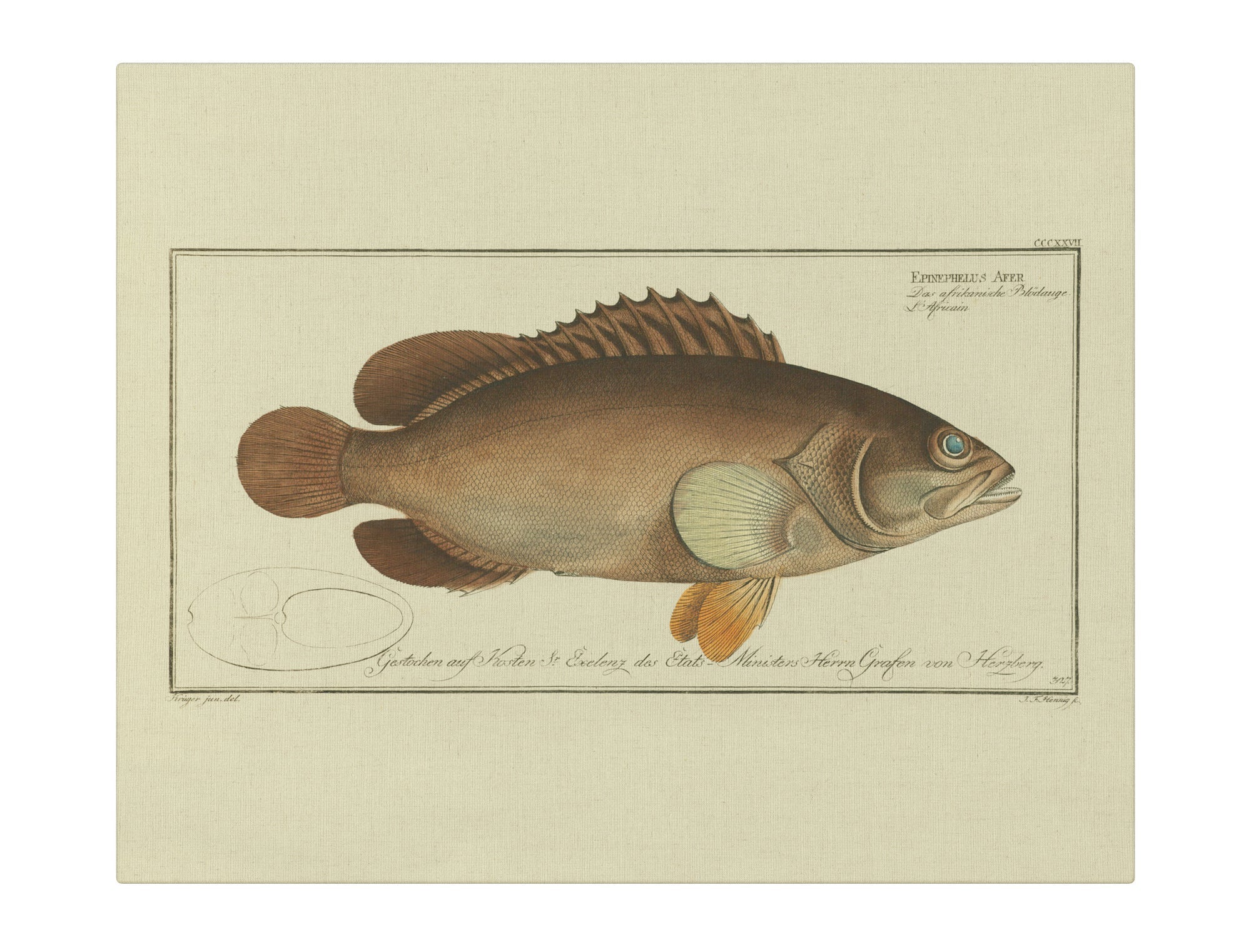 Black Grouper