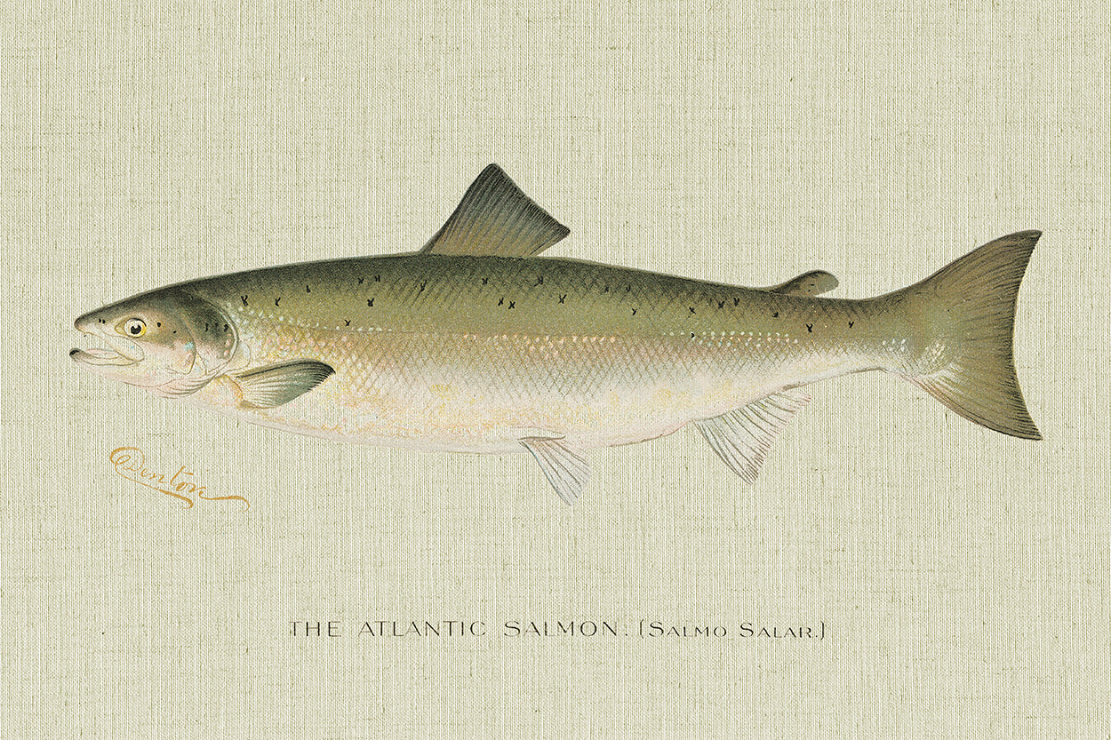 Atlantic Salmon