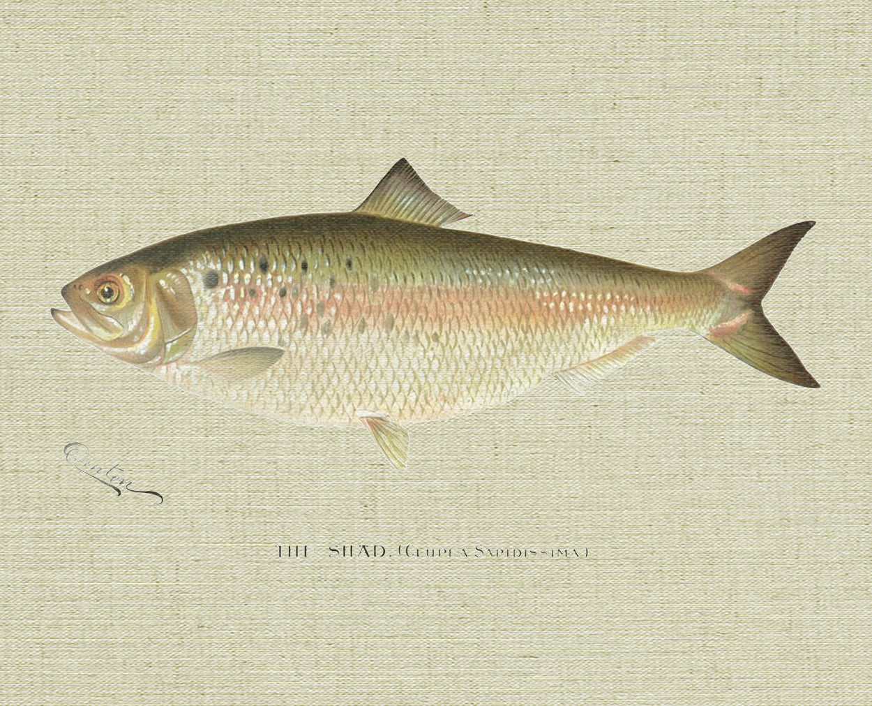 Shad