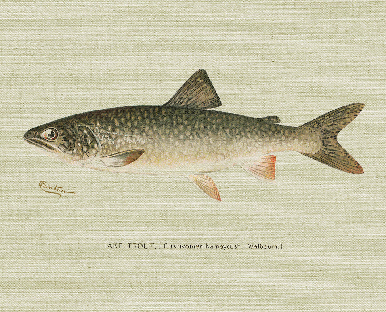 Lake Trout