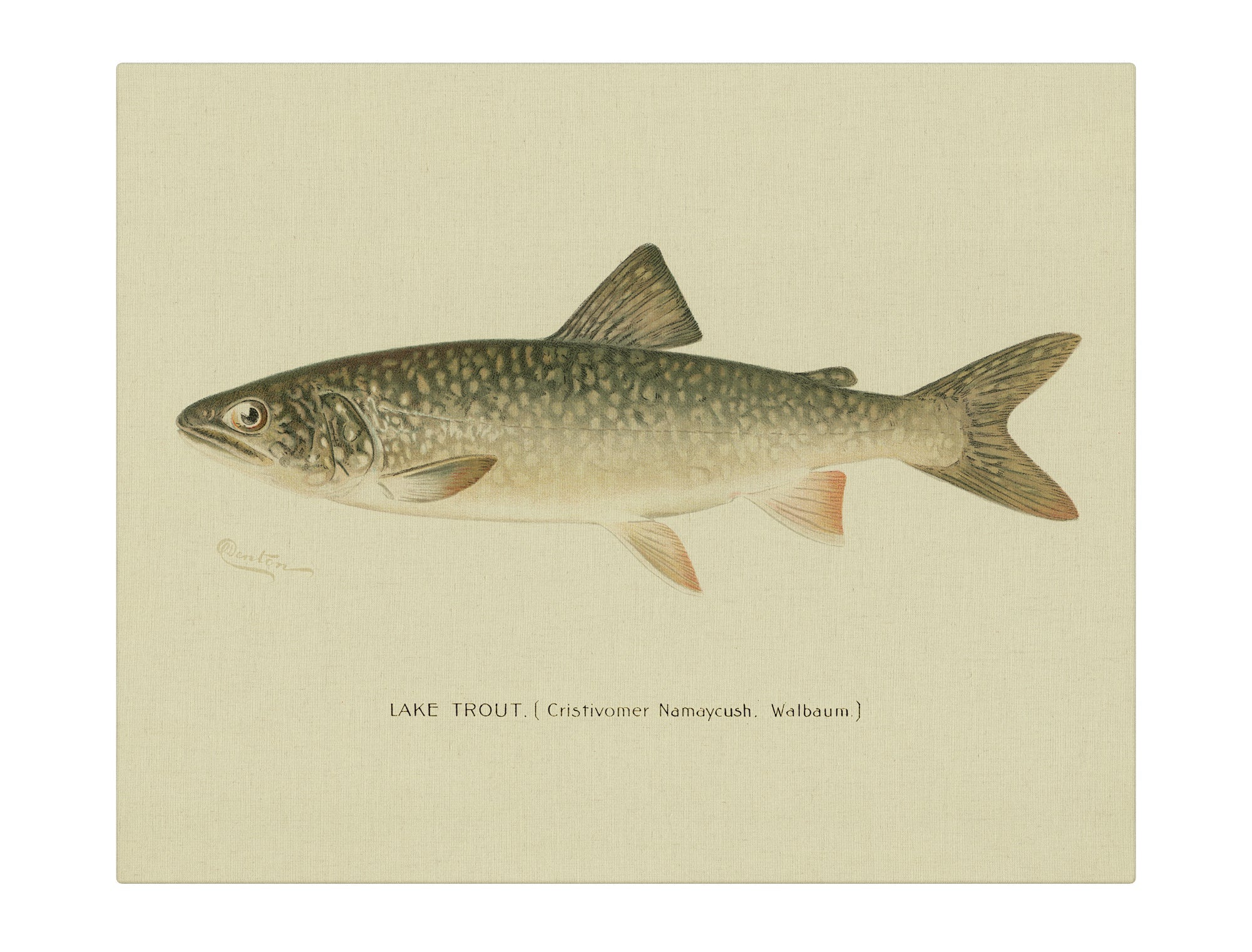 Lake Trout