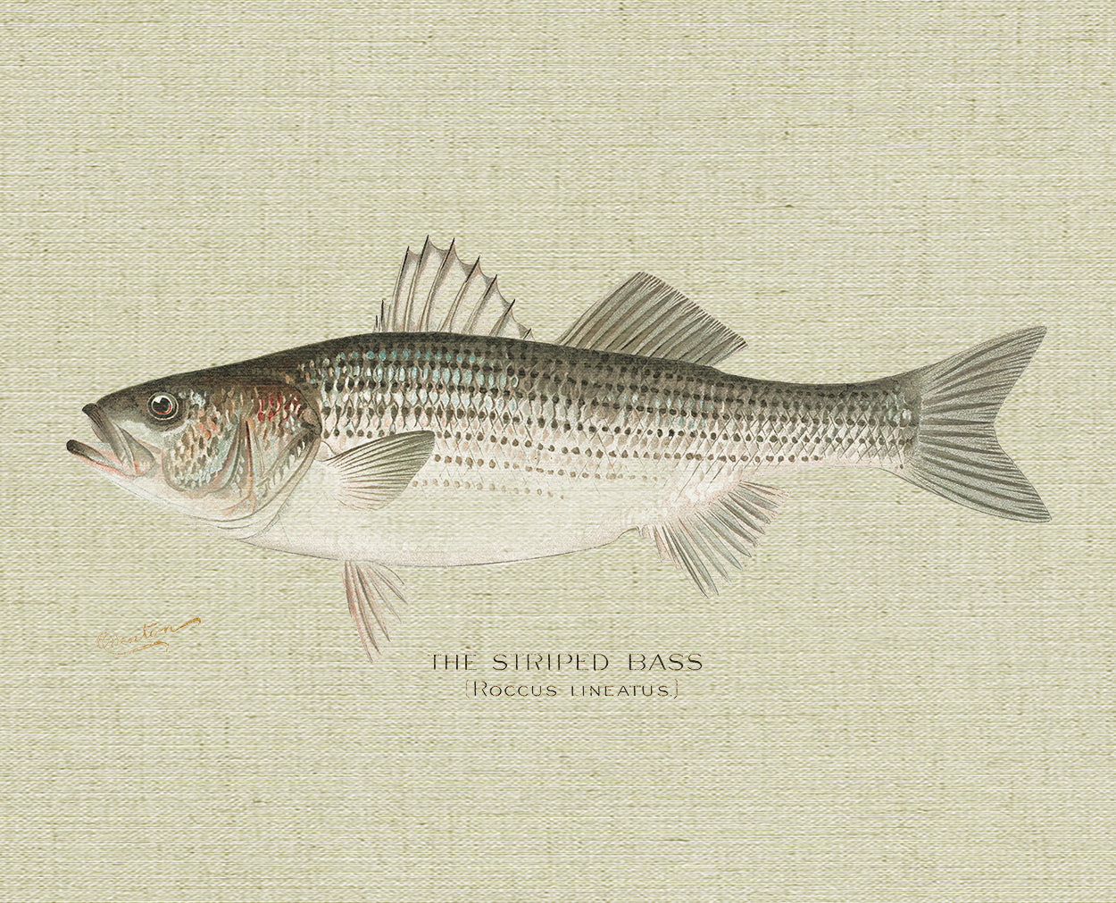 Striped Bass