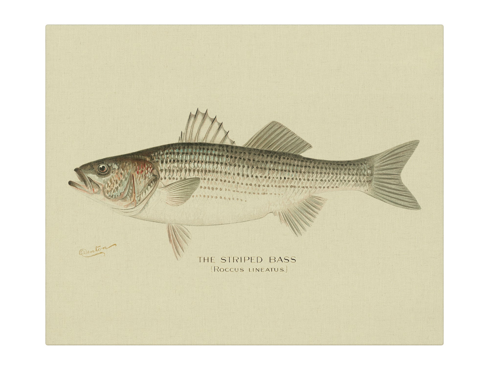 Striped Bass