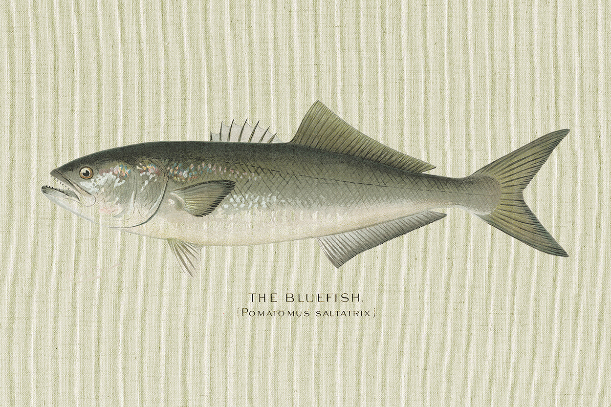 Bluefish
