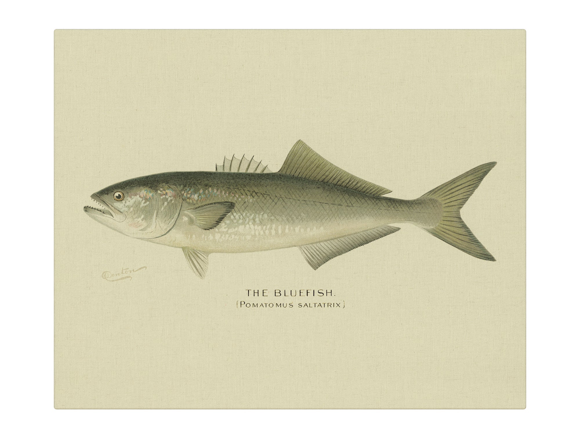 Bluefish