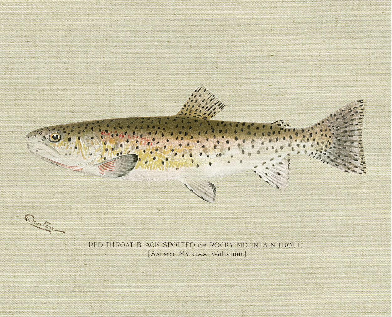 Red Throat Black Spotted Trout