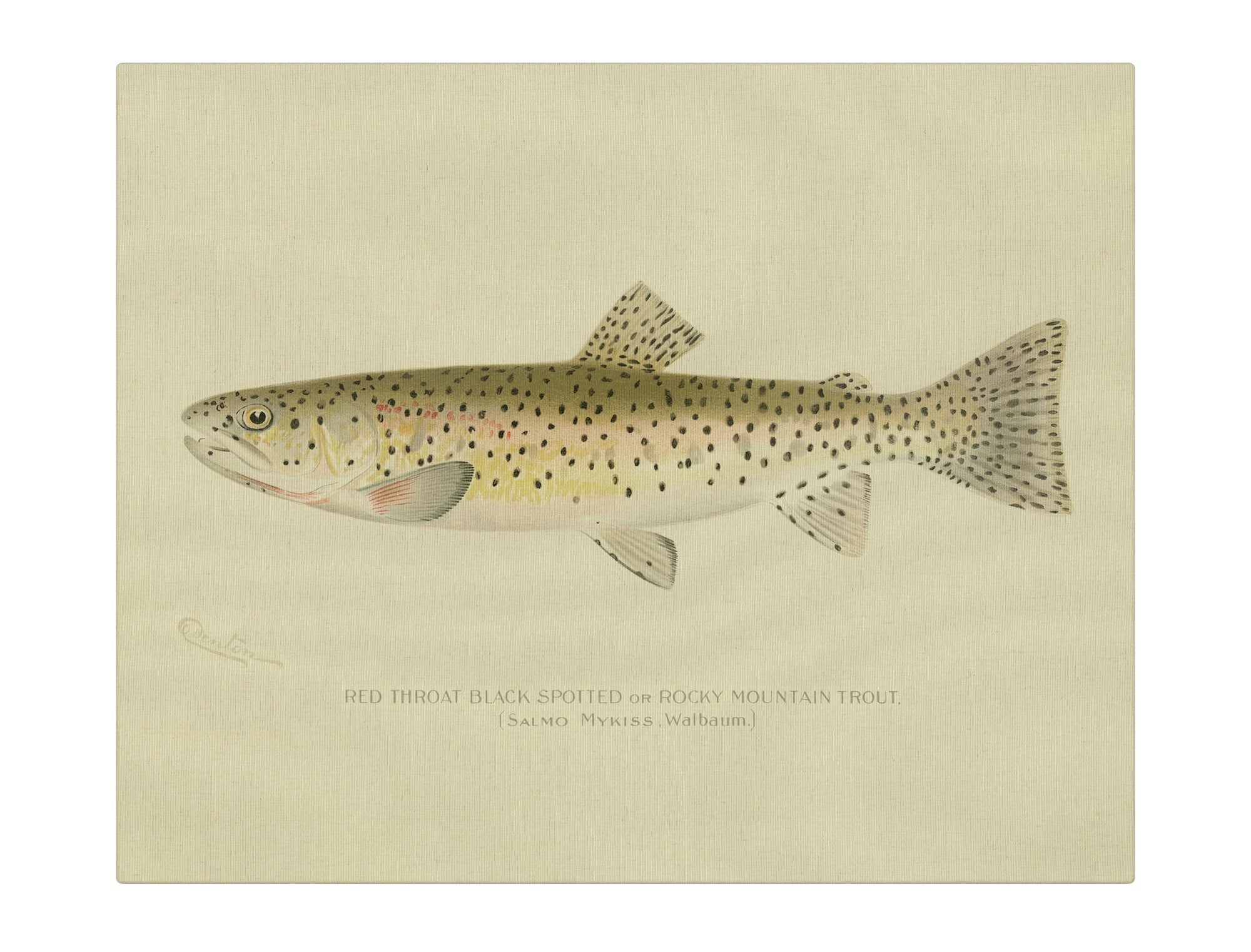 Red Throat Black Spotted Trout