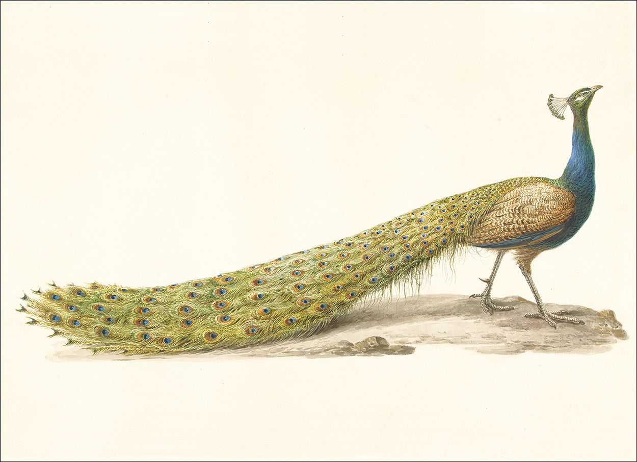 Peacock Pose I