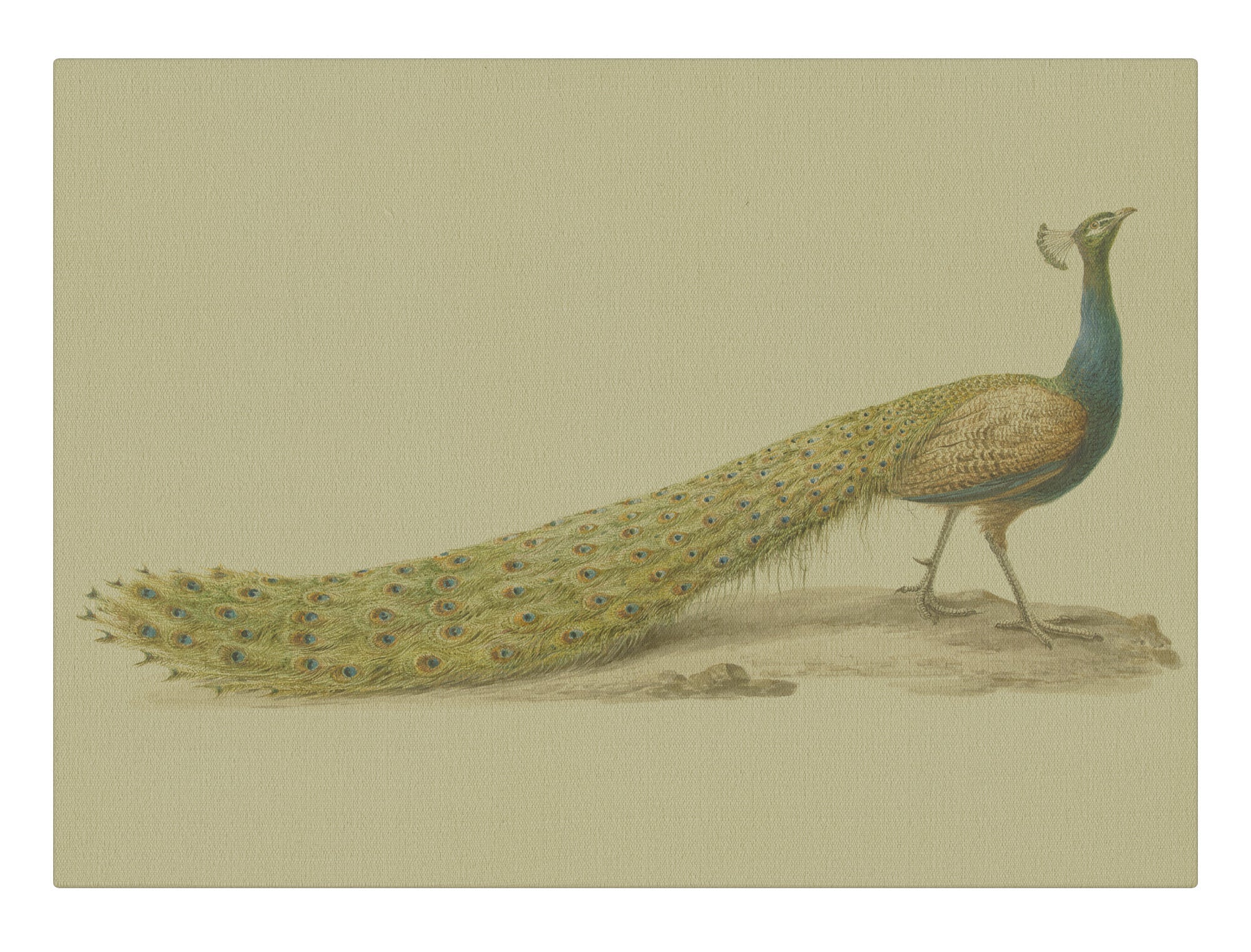 Peacock Pose I