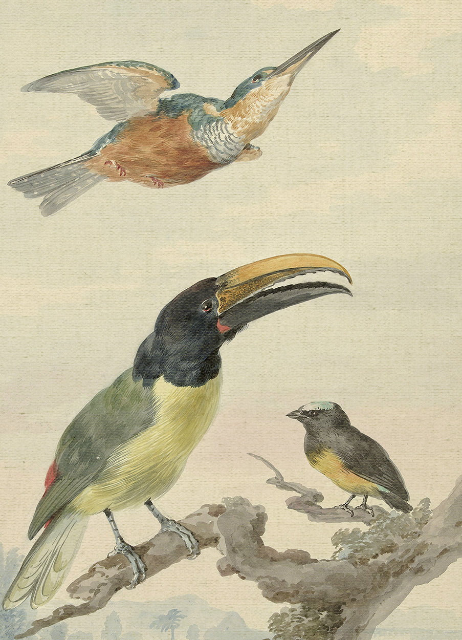 Toucan and Birds