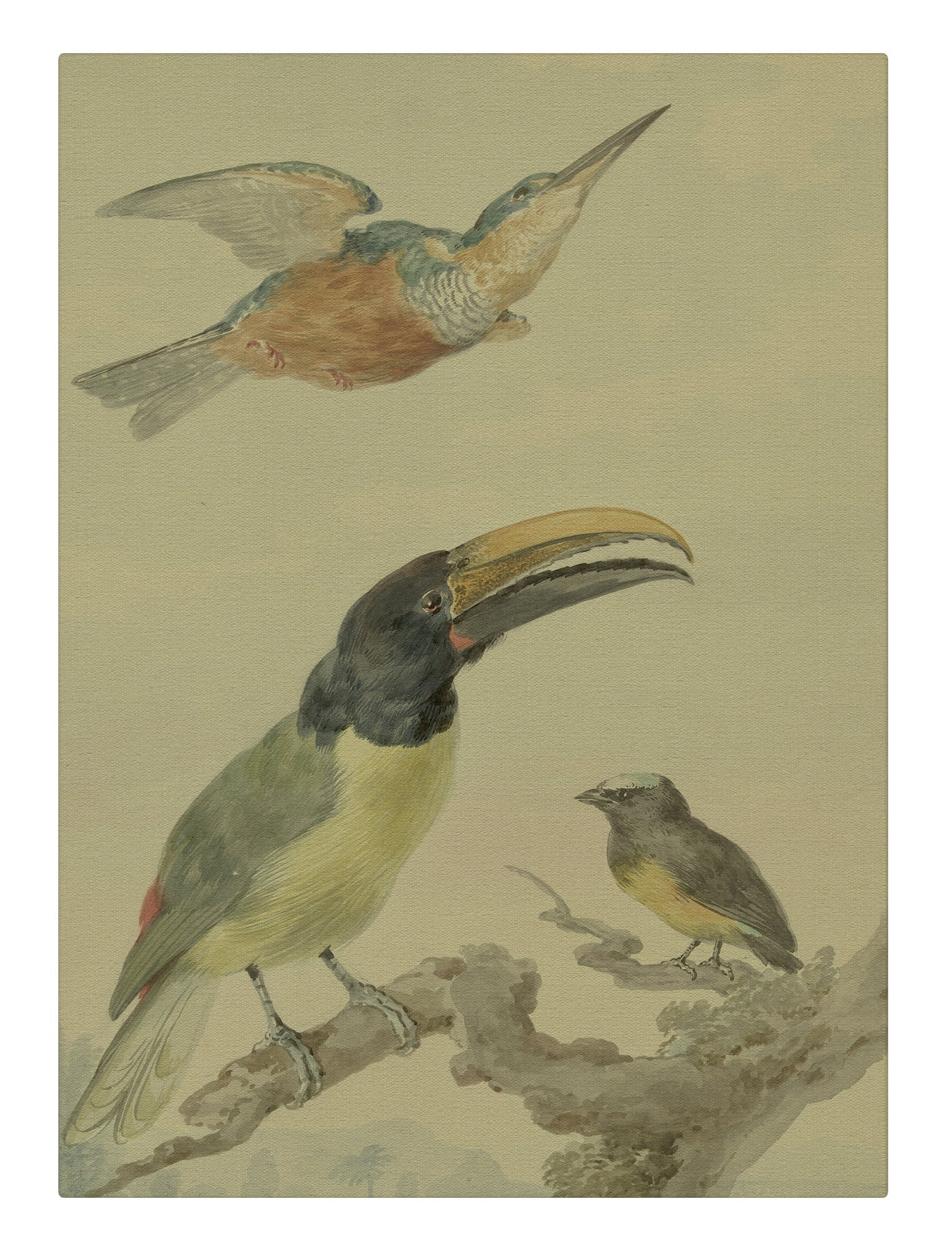 Toucan