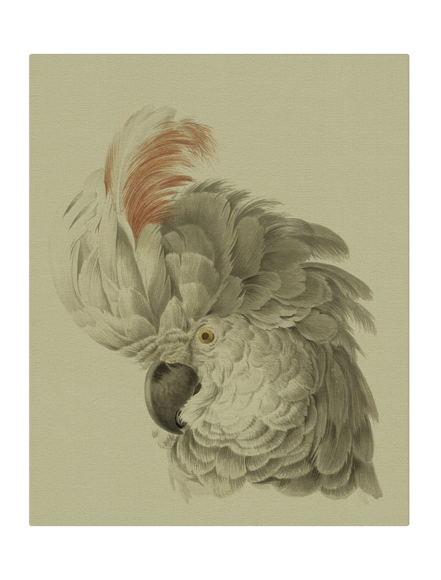White Cockatoo