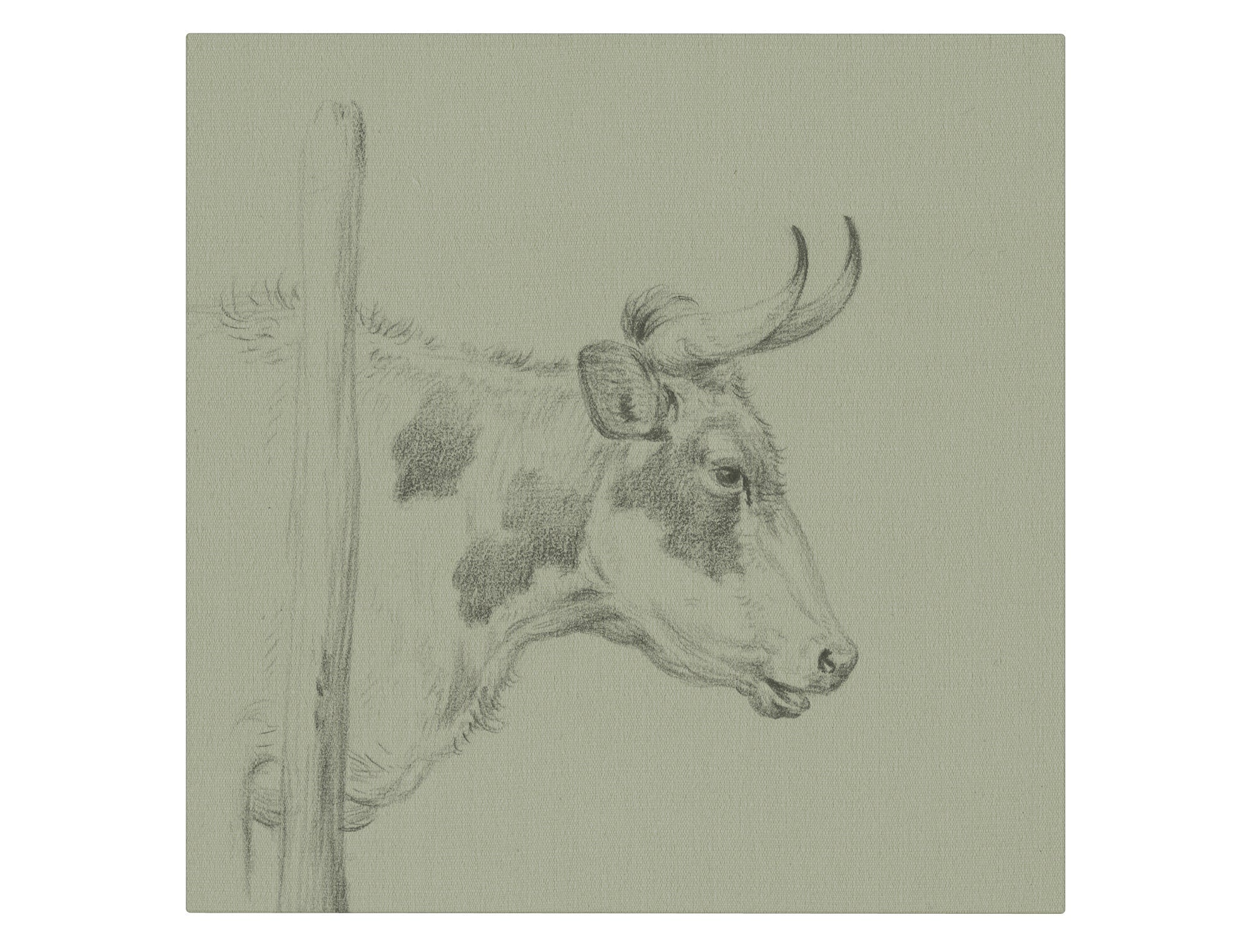 Cow II