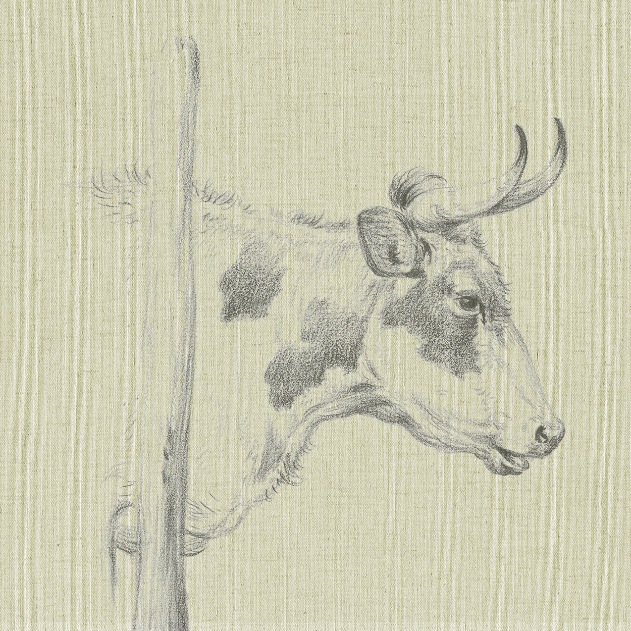 Cow II
