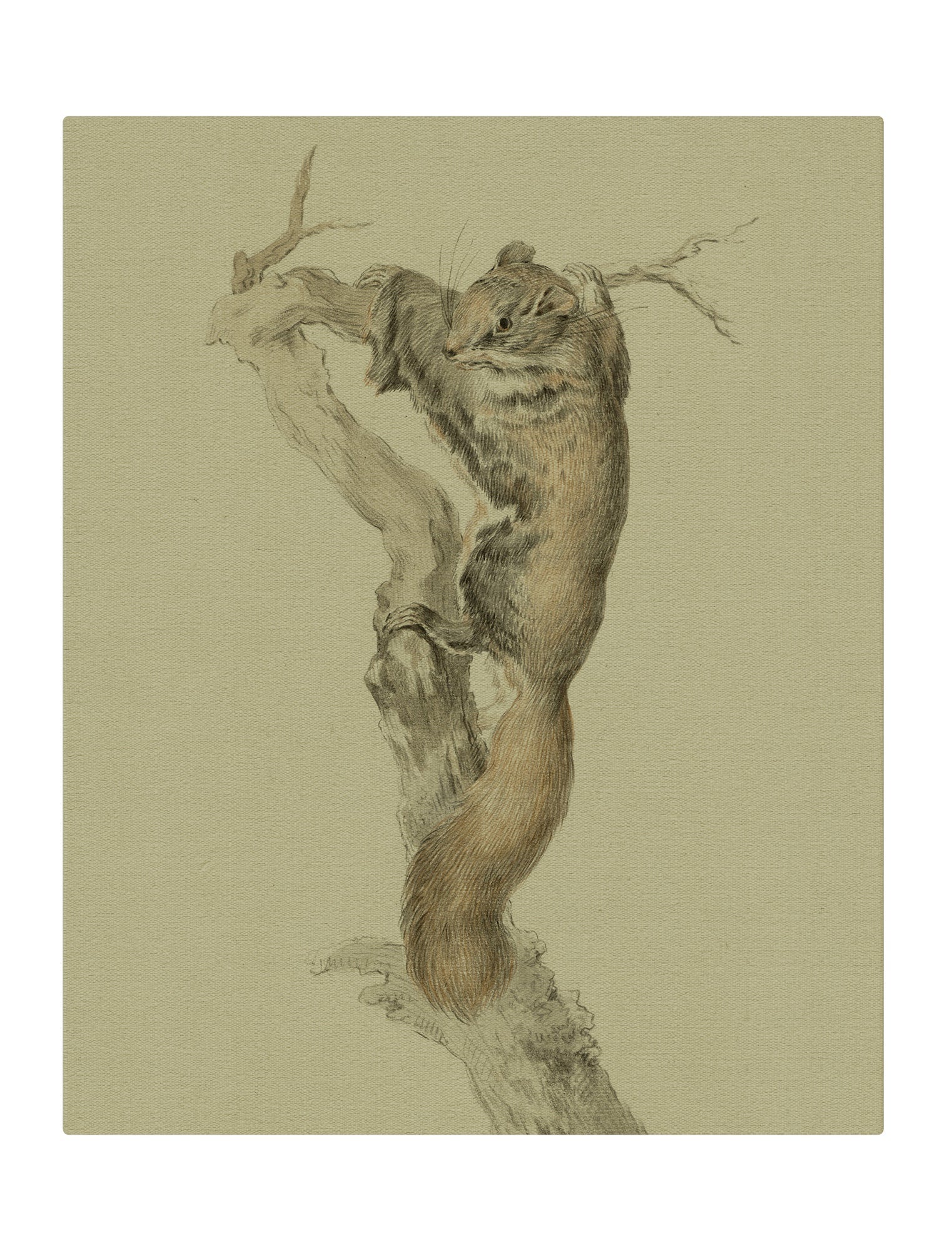 Squirrel