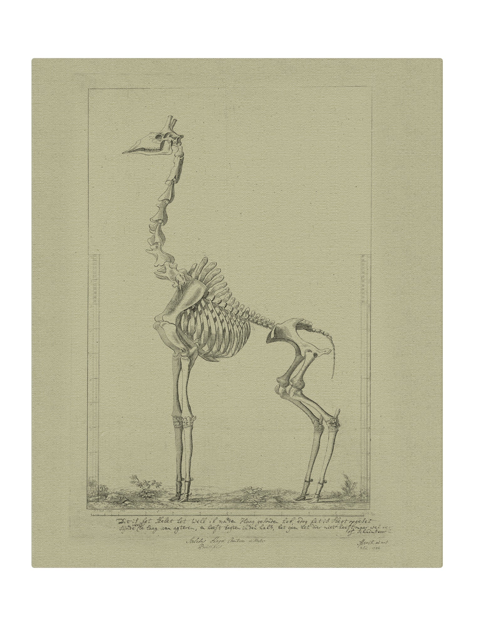 Oh Giraffe