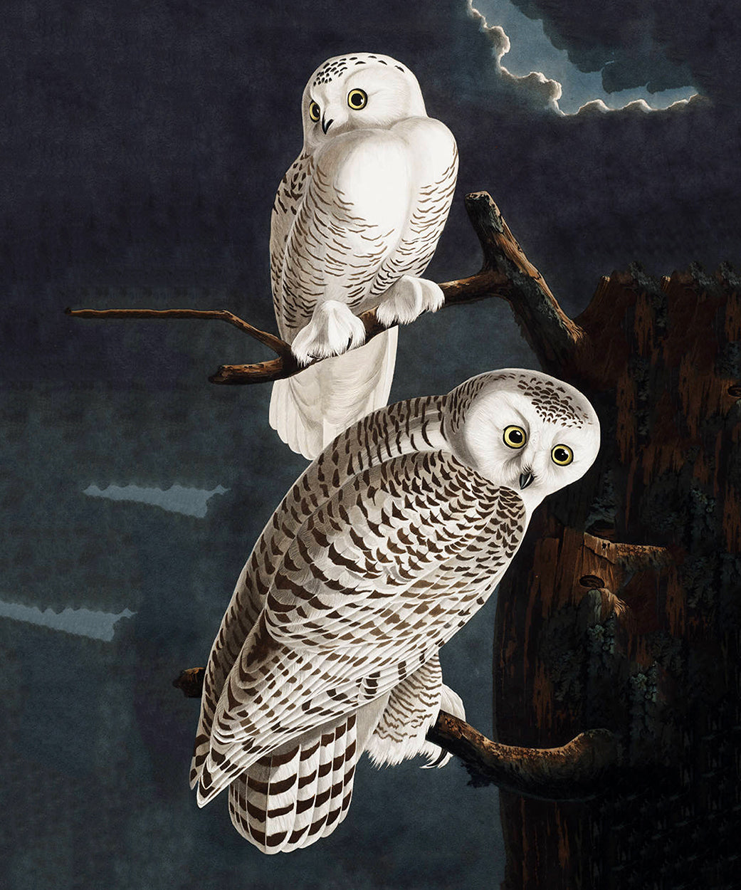 White Owls at Night
