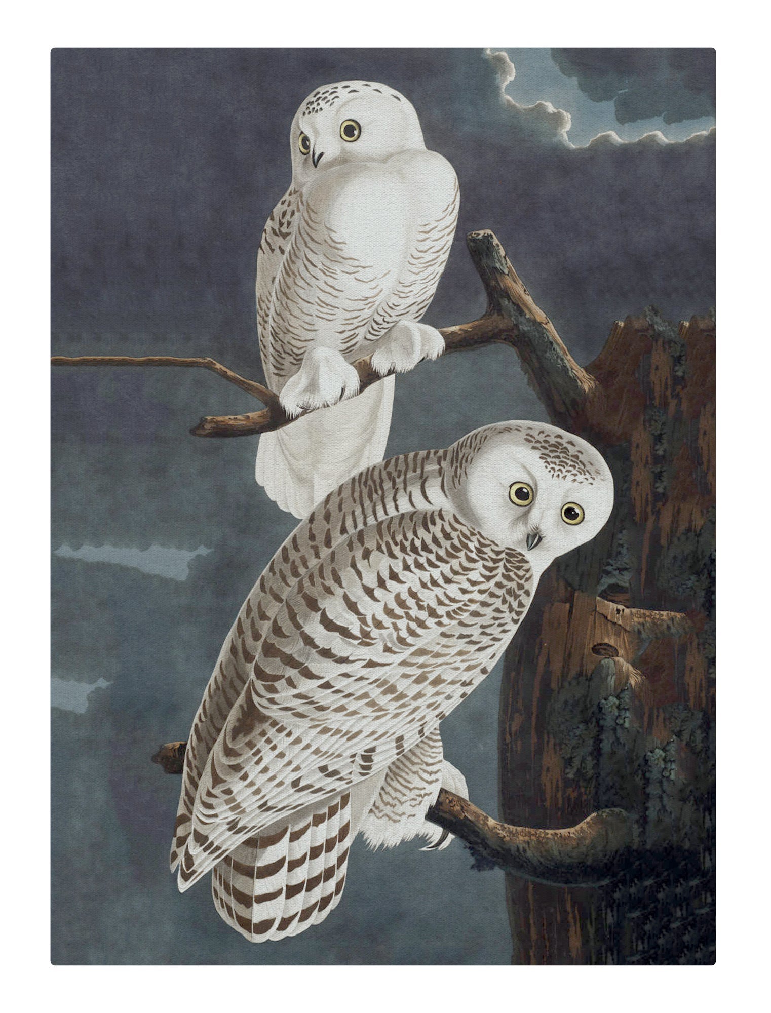 White Owls at Night