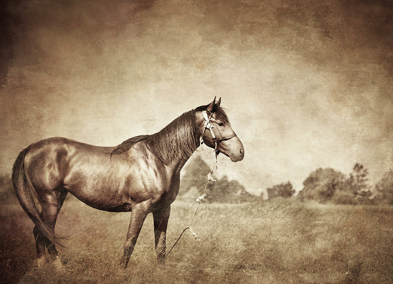 Sepia Horse
