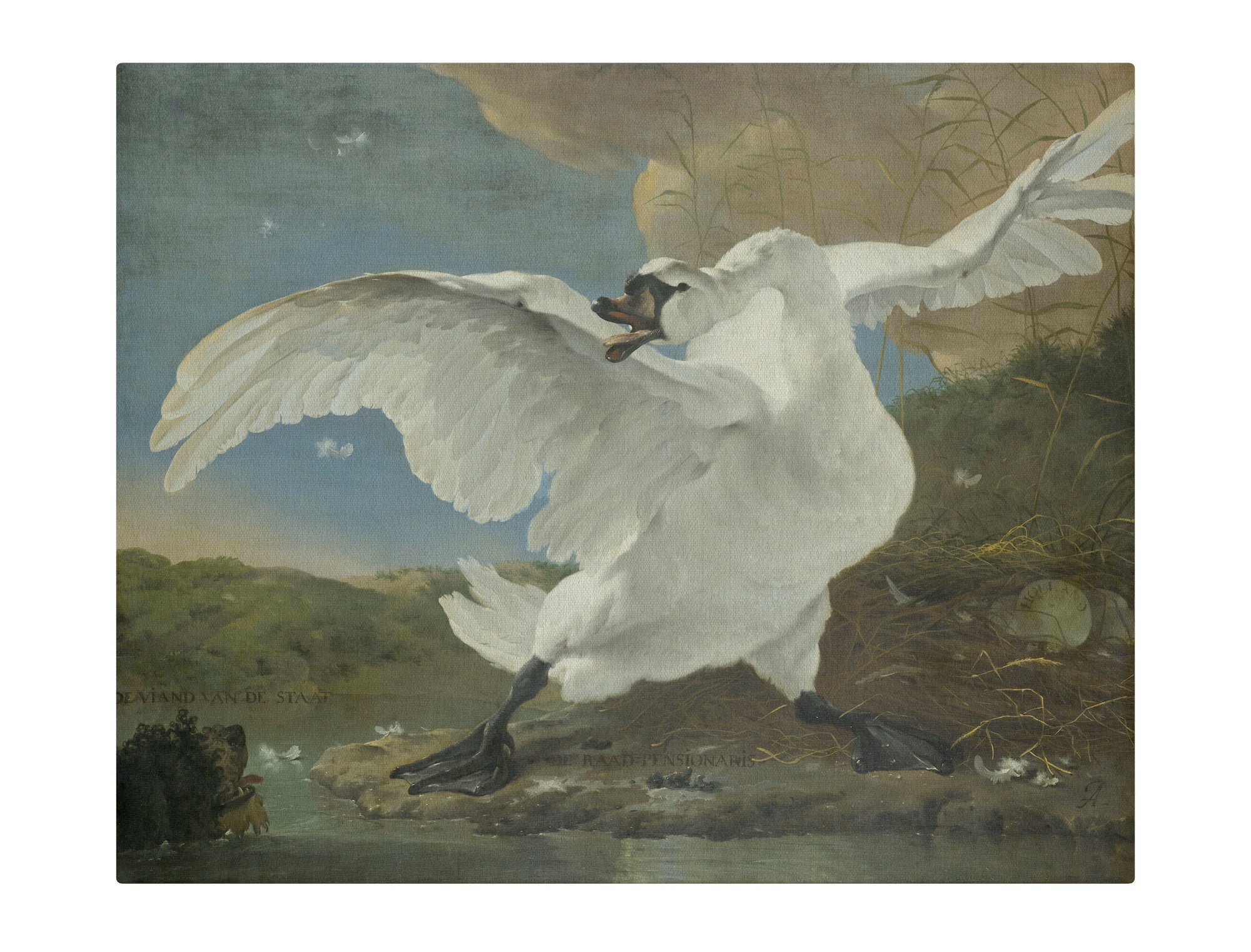 Swan