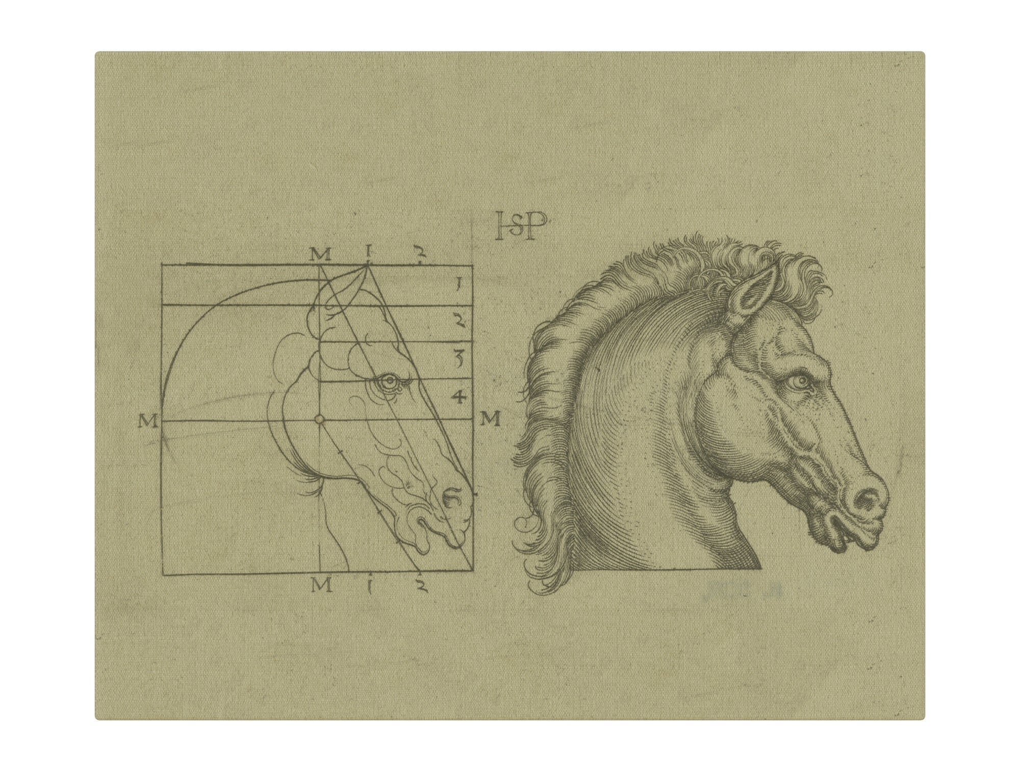 Horse Anatomy
