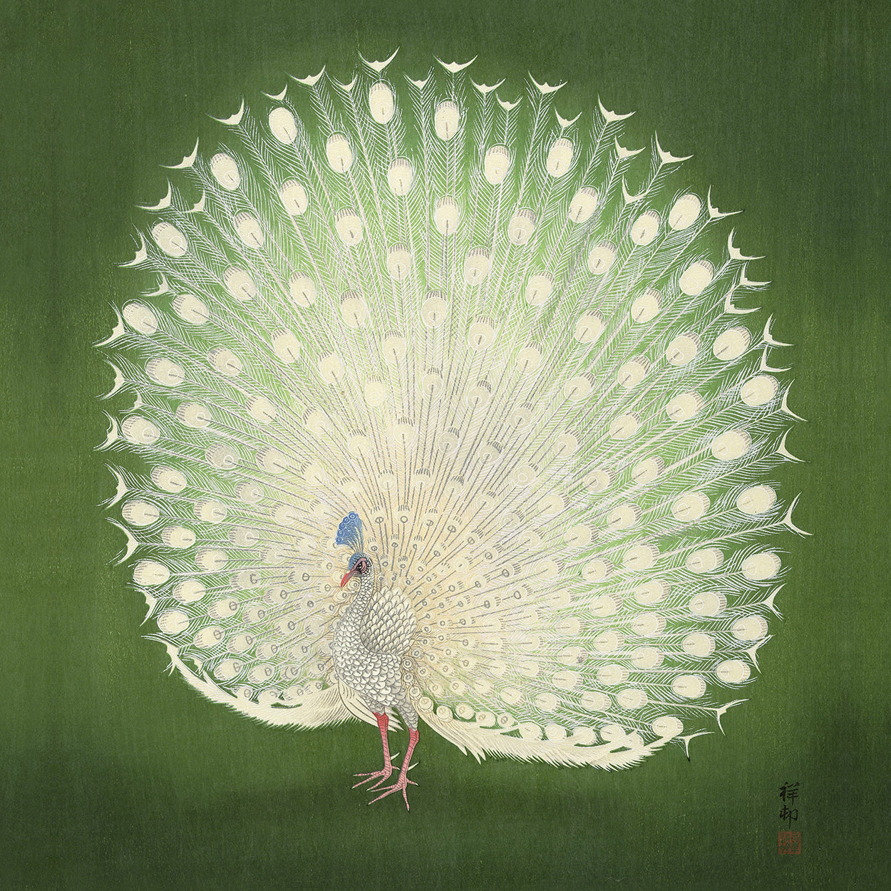 Peacock Pose II