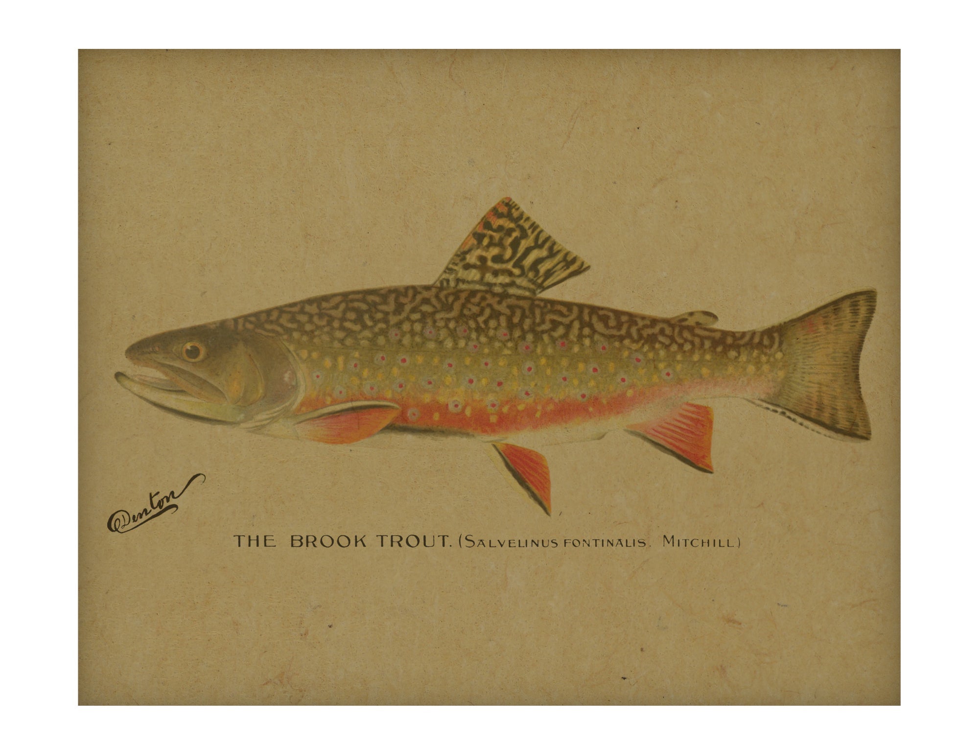 Brook Trout hemp art