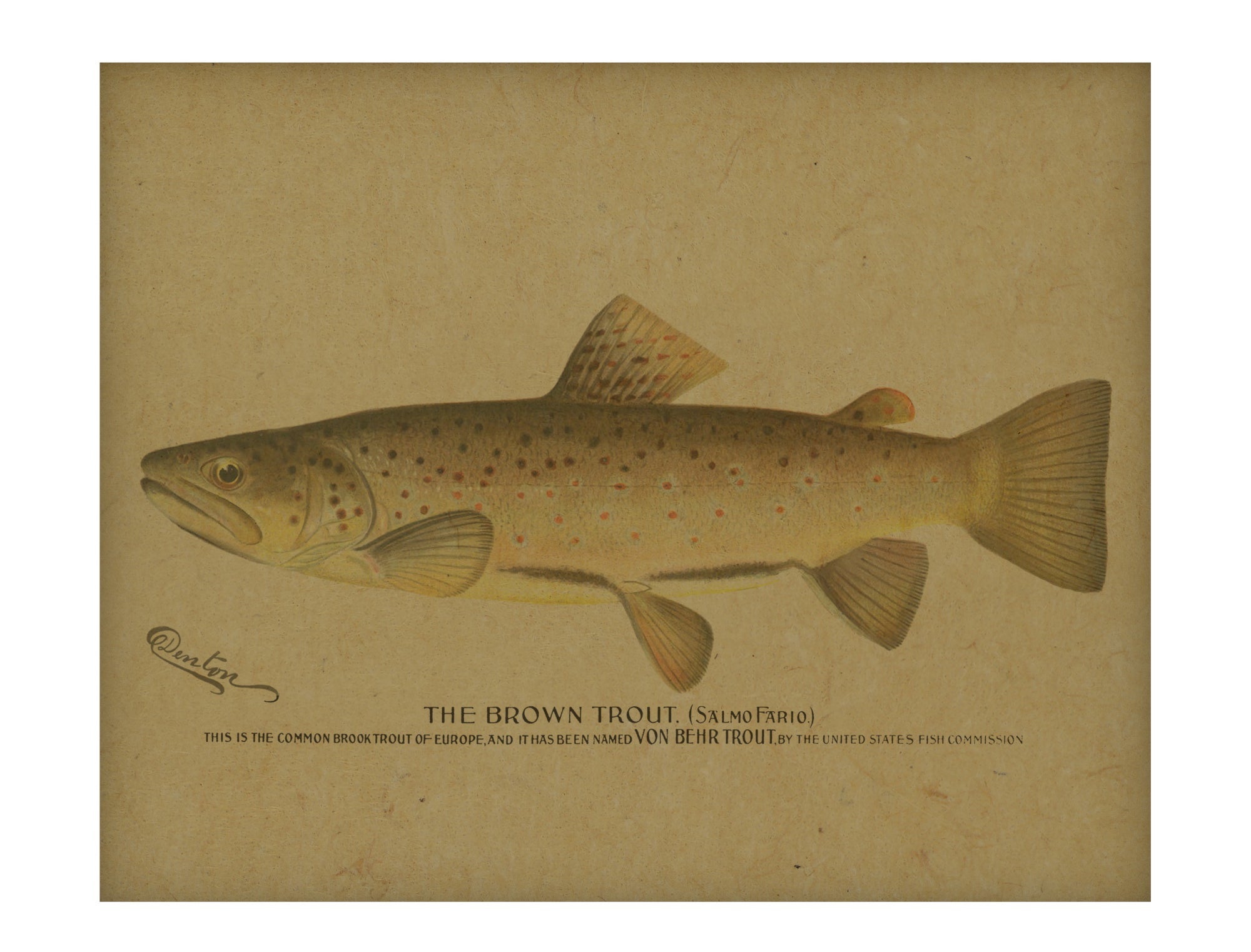 Brown Trout hemp art