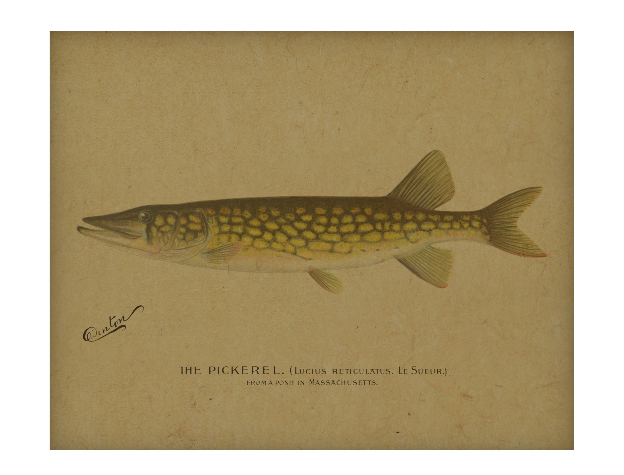 Pickerel hemp art