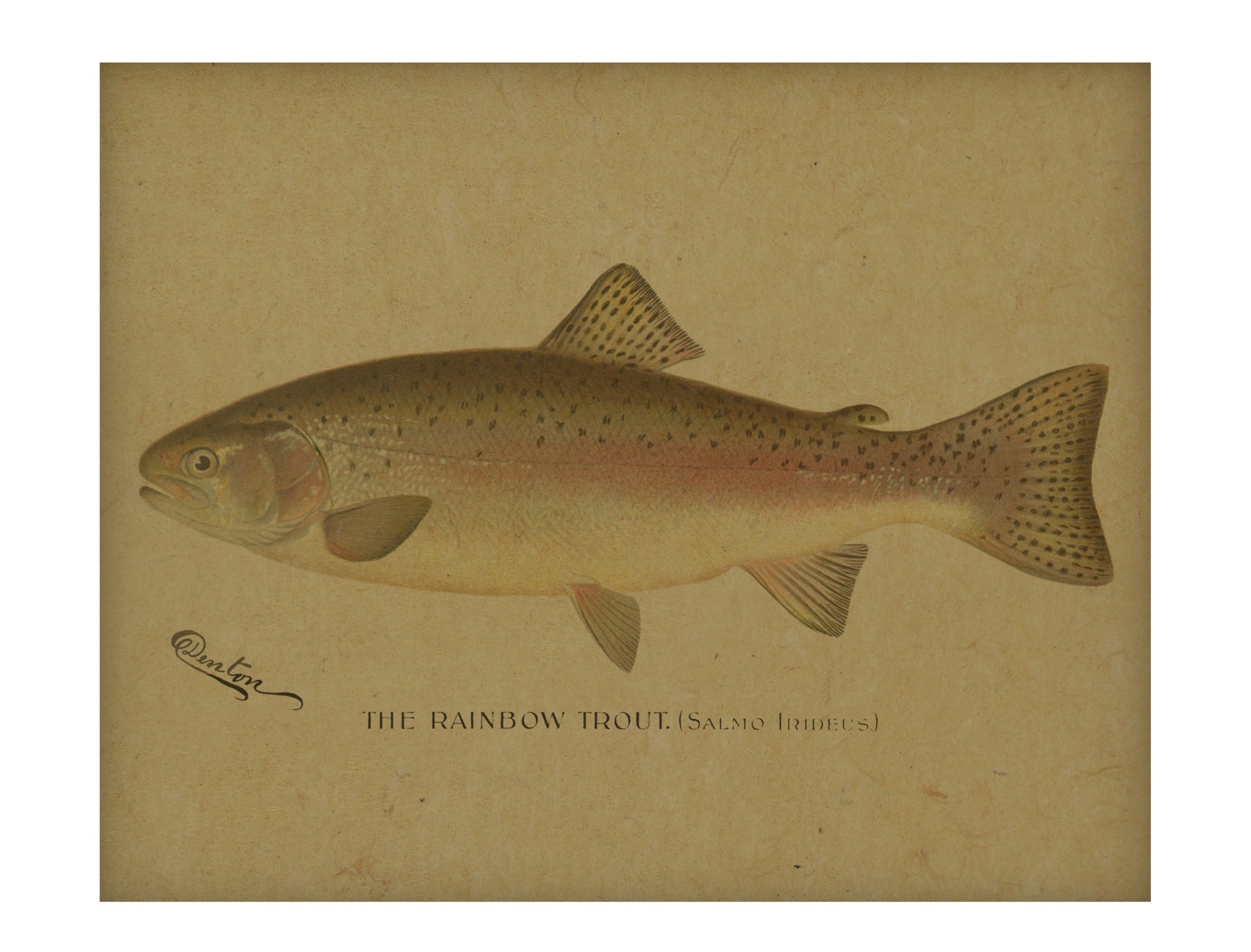 Rainbow Trout hemp art