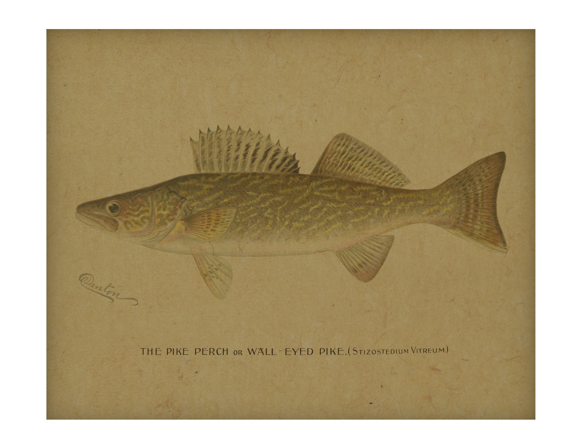 Denton Walleye hemp art