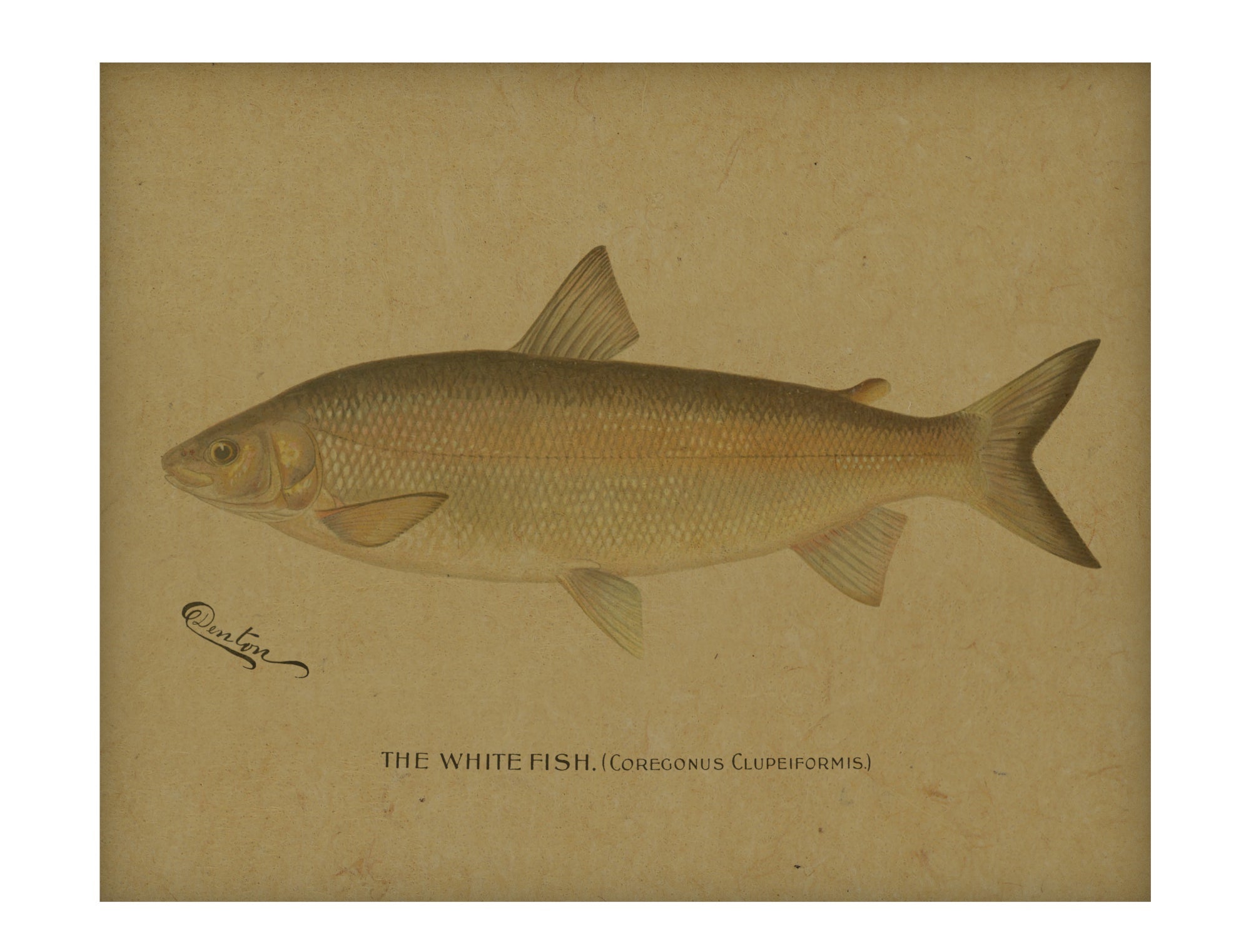 White Fish hemp art