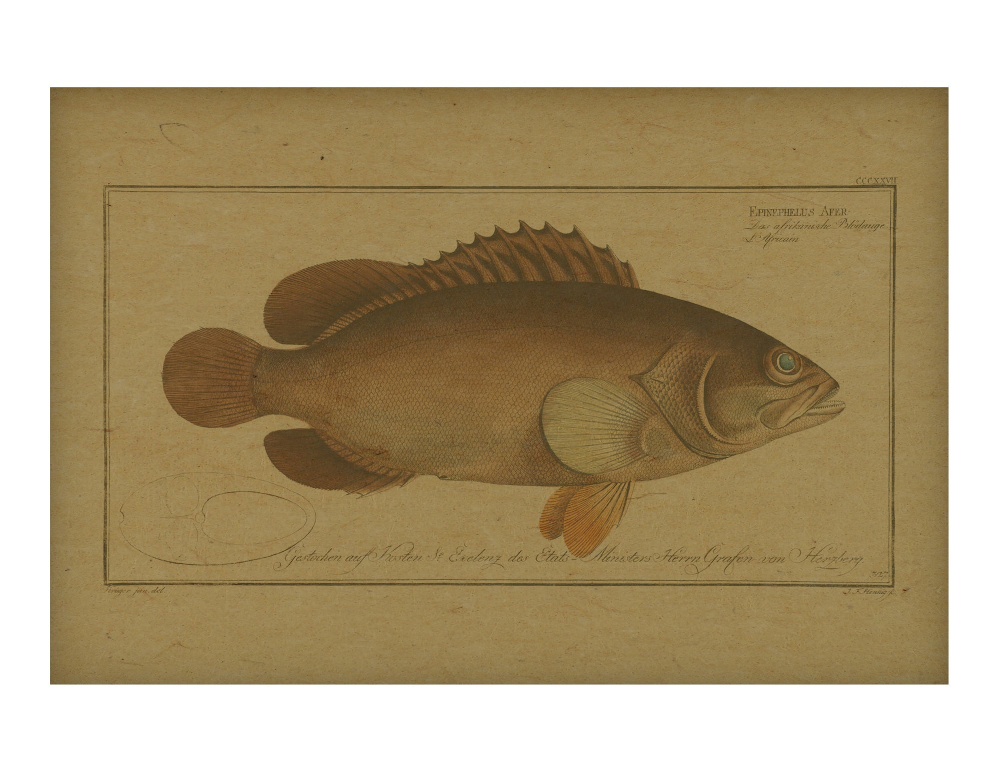 Black Grouper hemp art
