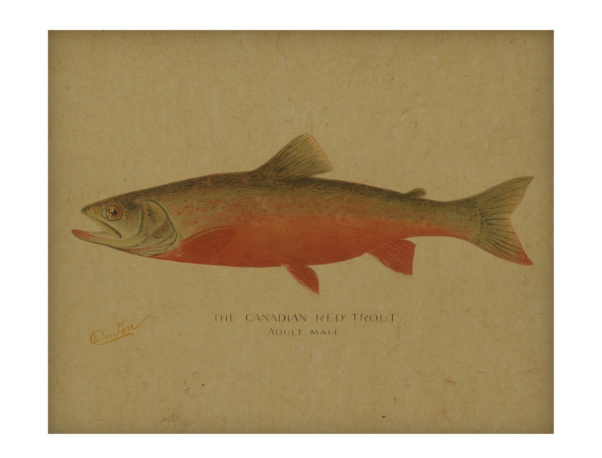 Canadian Red Trout hemp art