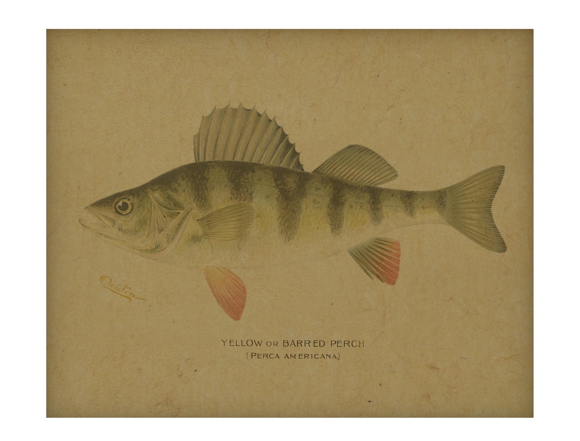Yellow Barred Perch hemp art
